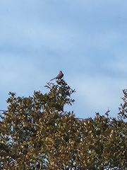 Aphelocoma woodhouseii