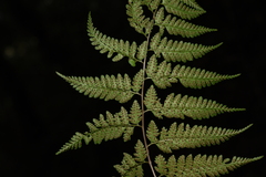 Athyrium fimbriatum