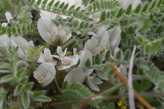 Astragalus rupifragus