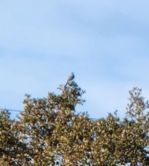 Aphelocoma woodhouseii