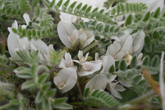 Astragalus rupifragus
