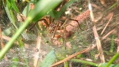 Aglaoctenus lagotis