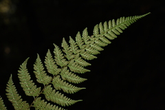 Athyrium fimbriatum