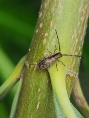 Eupogonius lineolatus