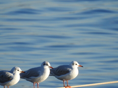 Chroicocephalus ridibundus