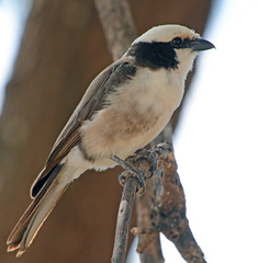 Eurocephalus ruppelli