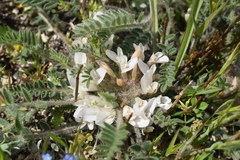Astragalus rupifragus