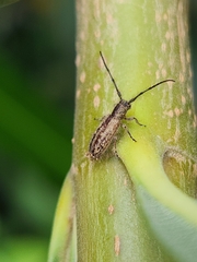 Eupogonius lineolatus