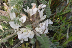 Astragalus rupifragus