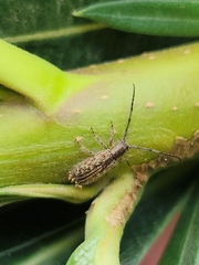 Eupogonius lineolatus