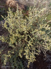 Artemisia barrelieri
