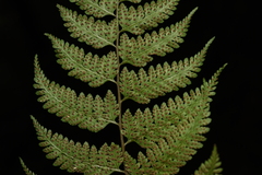 Athyrium fimbriatum