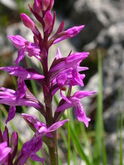 Dactylorhiza traunsteineri