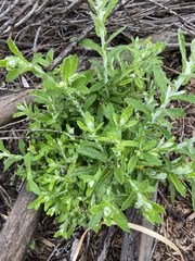 Pseudognaphalium biolettii