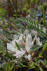 Astragalus rupifragus