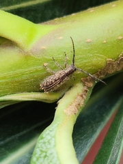 Eupogonius lineolatus