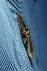 Idaea aversata