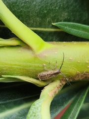 Eupogonius lineolatus