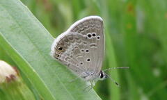 Hemiargus