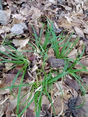 Carex sylvatica