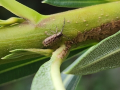 Eupogonius lineolatus