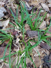 Carex sylvatica