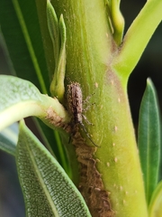 Eupogonius lineolatus