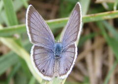 Hemiargus