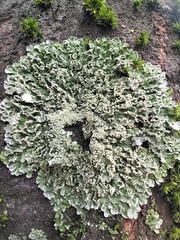Physconia enteroxantha