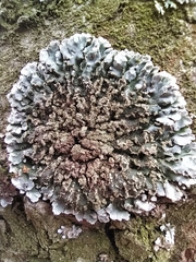 Physconia enteroxantha