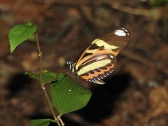 Heliconius ethilla