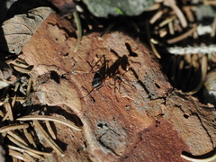 Formica rufa