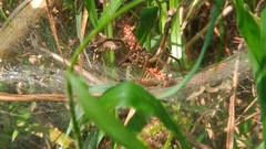 Aglaoctenus lagotis