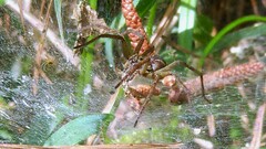 Aglaoctenus lagotis