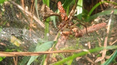 Aglaoctenus lagotis