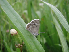 Hemiargus
