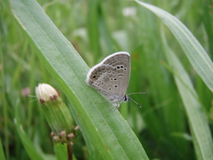 Hemiargus