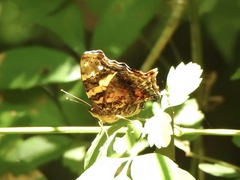 Hypanartia bella