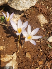 Crocus kotschyanus
