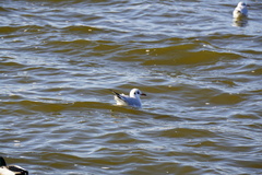 Chroicocephalus ridibundus