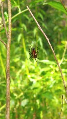 Alpaida grayi