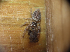 Macaroeris nidicolens