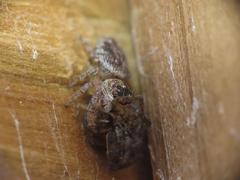 Macaroeris nidicolens