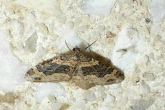Xanthorhoe ferrugata