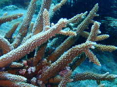 Acropora intermedia