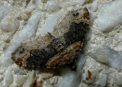 Xanthorhoe ferrugata