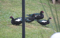 Cairina moschata domestica