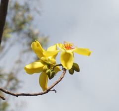 Cochlospermum gillivraei