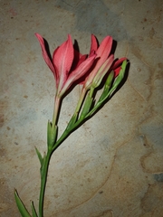 Freesia grandiflora