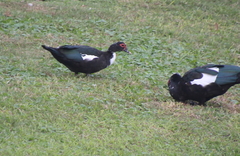 Cairina moschata domestica